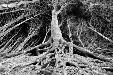 Tree with roots on the ground
