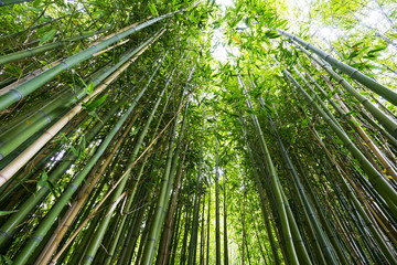 Obraz na płótnie Canvas Bamboo Forest