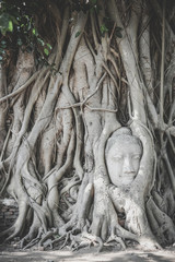 Head of Buddha statue in tree roots, Ayutthaya, Thailand