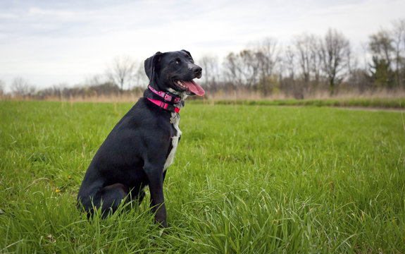 Grinning black dog in grassy dog