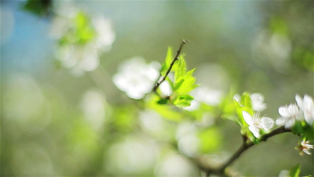 Close-up of cherry tree with white blossoms. Two shots 