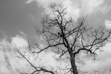Fototapeta na wymiar dry tree in nature