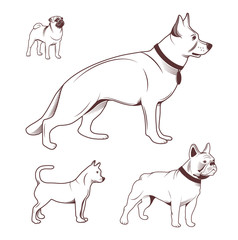 Dogs set for pet-shop.