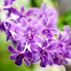 purple orchids in the garden 