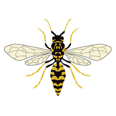 Vector illustration of a wasp. Top view.