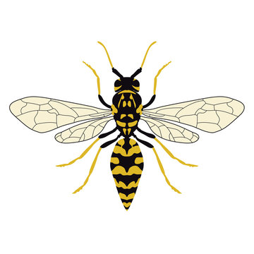 Vector illustration of a wasp. Top view.
