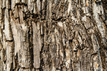 Dry tree bark texture background