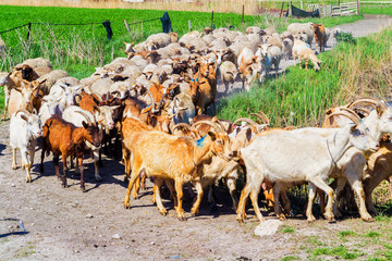 Naklejka na ściany i meble Flock of sheep on the move goes to pasture