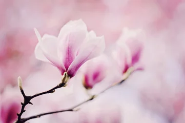 Foto auf Acrylglas Magnolie rosa Magnolien
