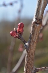 Fototapeta premium Knospe