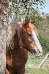 Obraz premium Portrait Pferd neben Apfelbaum