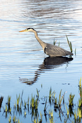 Grey Heron, the largest land bird found in the British Isles.