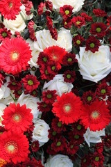 Rote und weiße Friedhofsblumen