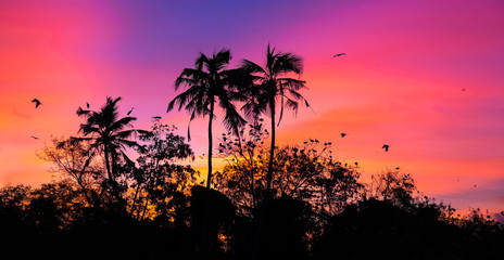 Fototapeta na wymiar sunset with birds
