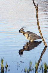 Grey Heron, the largest land bird found in the British Isles.