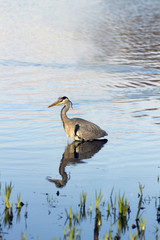 Grey heron, the largest land bird found in the British Isles.