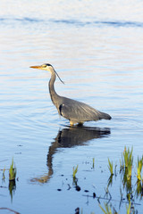 Grey Heron, the largest land bird found in the British Isles.