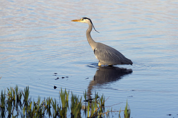 Grey heron, the largest land bird found in the British Isles.