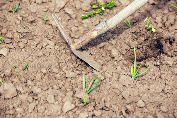 Hoe or digging tool, soil prepared vegetable bed for sowing.