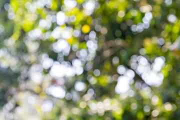 defocused abstract lights