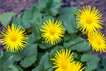 Small yellow spring flowers background, close-up. 