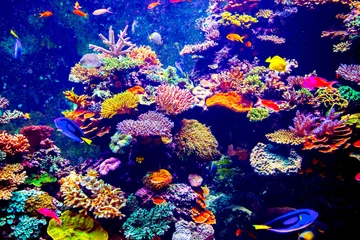  Singapore aquarium © Goinyk