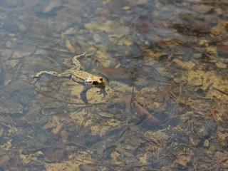 Schwimmende männliche Erdkröte im Teich