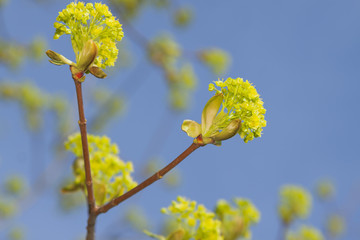 Elm blossom in early springtime