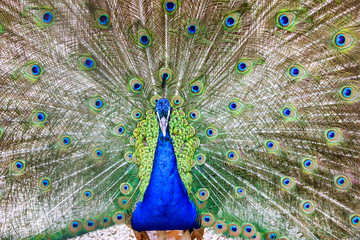 Peacock.