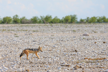 Schabrackenschakal (Canis mesomelas)