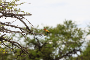 Bienenfresser (Merops apiaster)