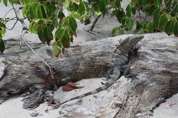 Leguan am Strand
