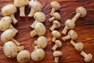 mushroom ok