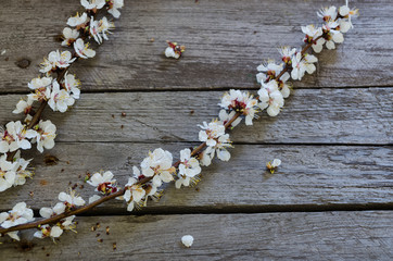 Spring Blossom over wood background