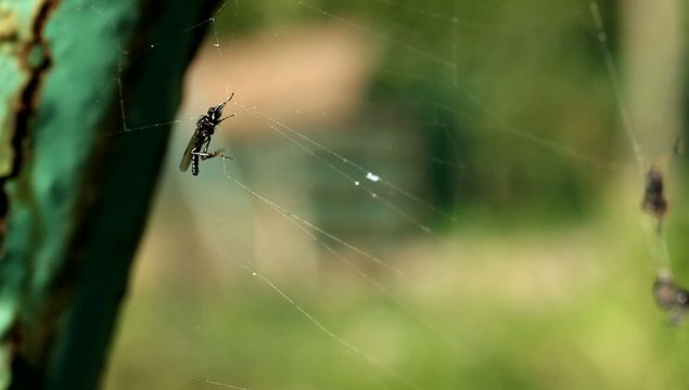 Mouche pi&egrave;ge toile d'araign&eacute;e 3