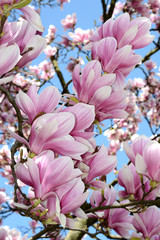 Beautiful and charming blooming Magnolia. Wonderful white and pink magnolia flowers that cause joy and admiration. Stock photo. © Moneynetar 