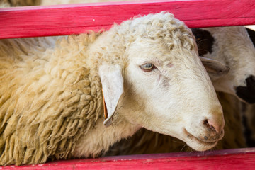 Naklejka premium Cute young sheep standing in a farm enviroment