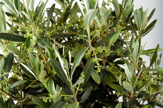 Olivenbaum Laubblätter