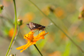 Butterfly on yellow Cosmos