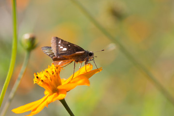 Butterfly on yellow Cosmos
