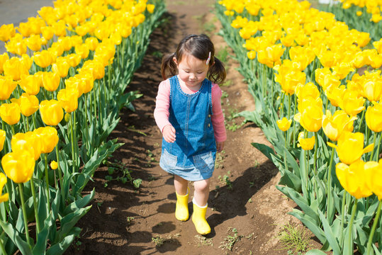 チューリップ畑を歩く女の子