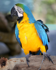 Photo blue macaw