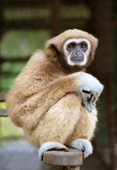 Photo fluffy monkey