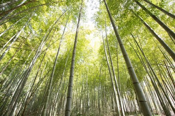 Obraz na płótnie Canvas bamboo grove