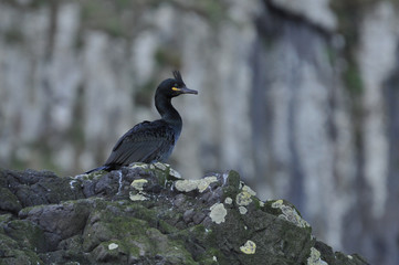 Cormorano - Shag