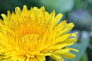 Dandelion - Taraxacum officinale