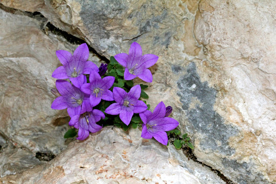 campanula di Moretti (campanula morettiana)