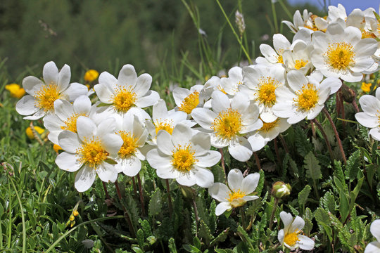 driade (dryas octopetala)