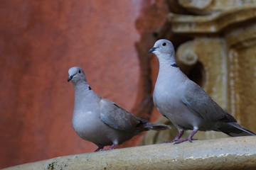 Taubenbrunnen, Brunnentauben