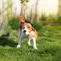 Funny Beagle dog shaking his head